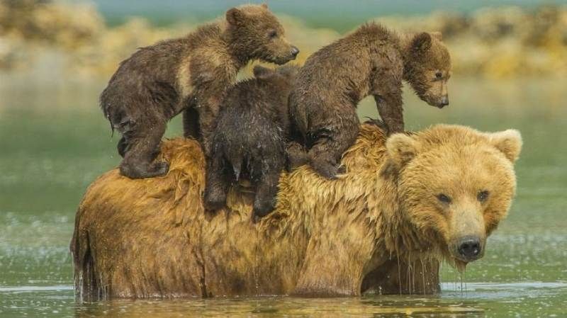  photo bear-hero8_zpsxw5co5vi.jpg